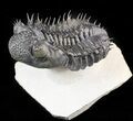 Spiny Drotops Armatus Trilobite - #47072-1